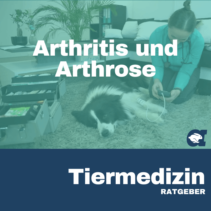 Arthritis und Arthrose im callavet Tiermedizin Ratgeber