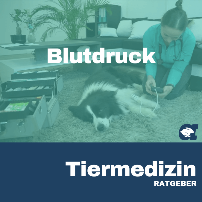 Blutdruck im callavet Tiermedizin Ratgeber