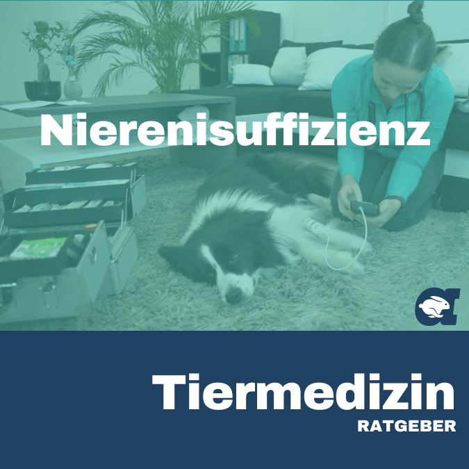 Nierenisuffizienz im callavet Tiermedizin Ratgeber