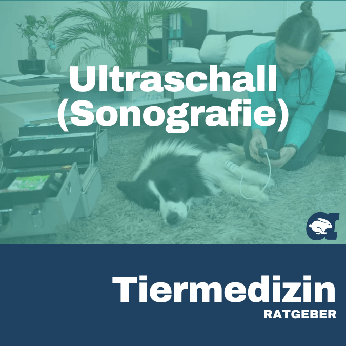 Ultraschall (Sonografie) im callavet Tiermedizin Ratgeber