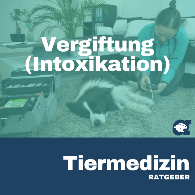 Vergiftung (Intoxikation) im callavet Tiermedizin Ratgeber