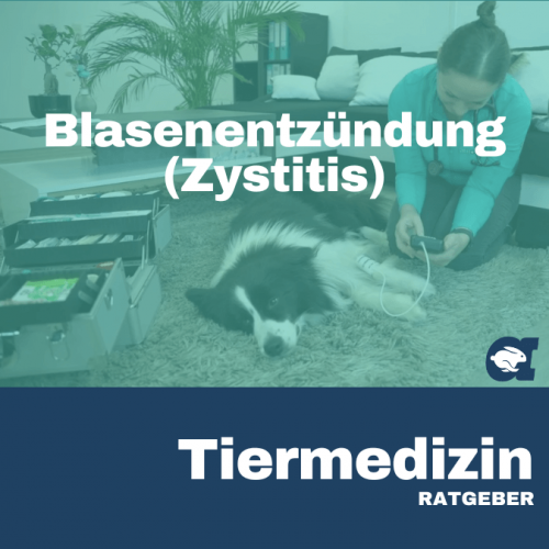 Blasenentzündung (Zystitis) im callavet Tiermedizin Ratgeber