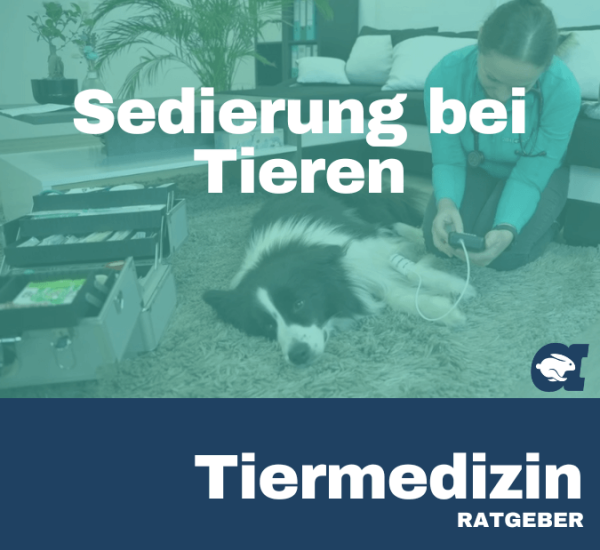 Sedierung bei Tieren im callavet Tiermedizin Ratgeber