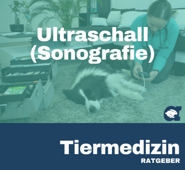 Ultraschall (Sonografie) im callavet Tiermedizin Ratgeber