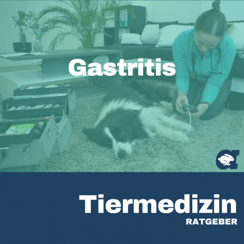 Gastritis im callavet Tiermedizin Ratgeber