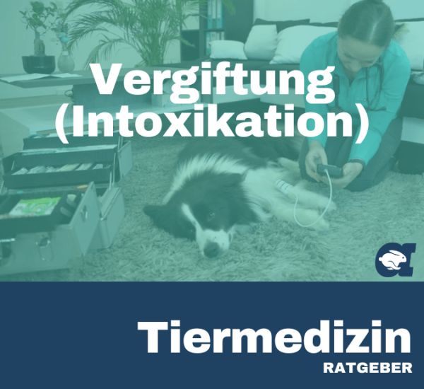 Vergiftung (Intoxikation) im callavet Tiermedizin Ratgeber