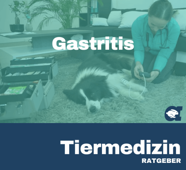 Gastritis im callavet Tiermedizin Ratgeber