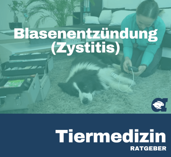 Blasenentzündung (Zystitis) im callavet Tiermedizin Ratgeber