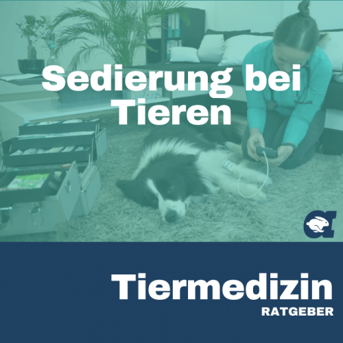 Sedierung bei Tieren im callavet Tiermedizin Ratgeber