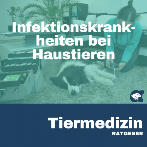 Infektionskrankheiten bei Haustieren im callavet Tiermedizin Ratgeber