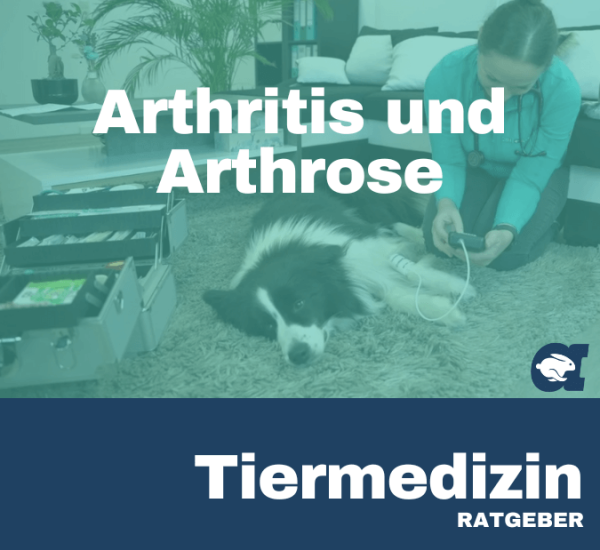 Arthritis und Arthrose im callavet Tiermedizin Ratgeber