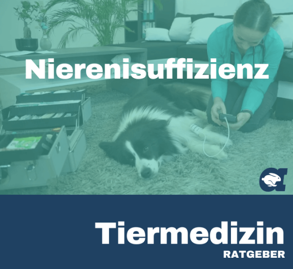 Nierenisuffizienz im callavet Tiermedizin Ratgeber